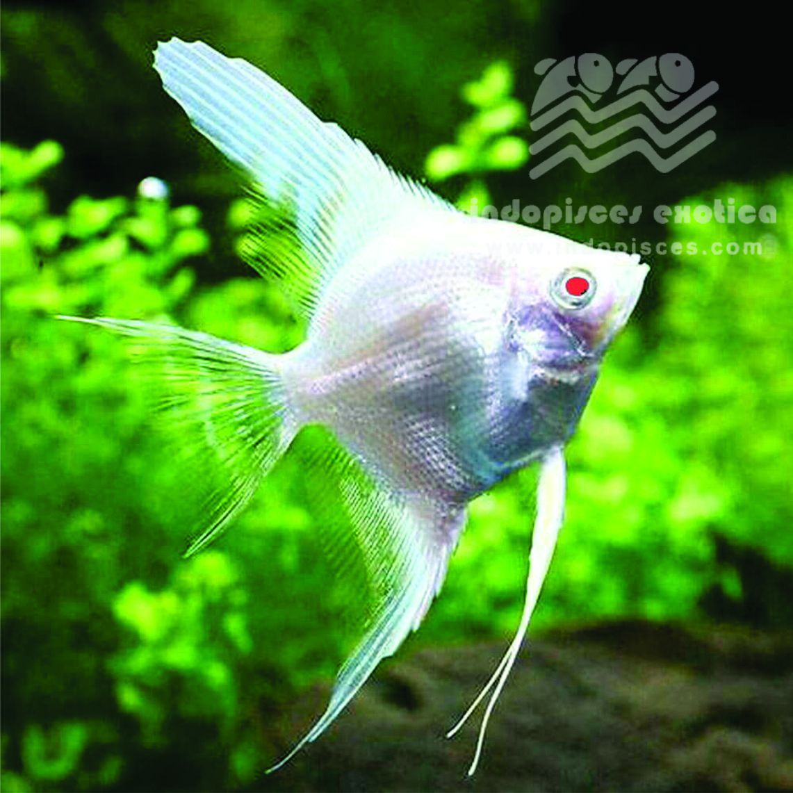 Pterophyllum Scalare